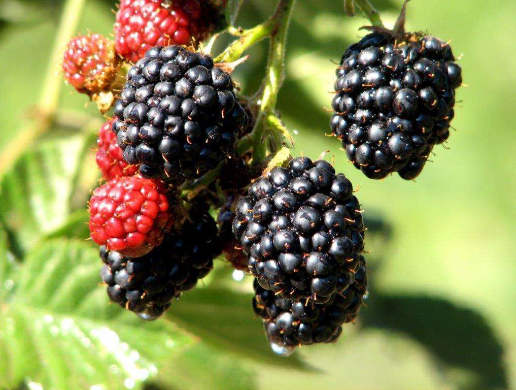 קטיף עצמי. | מרקוס גלנטה