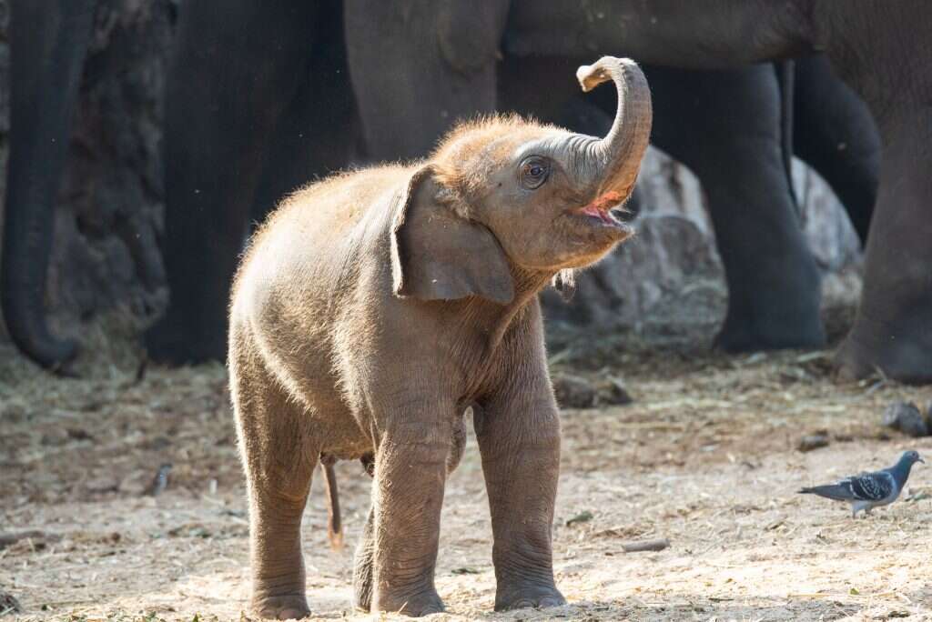 הספארי. | ים סיטון