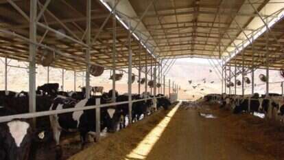 רפת בעמק איילון. | מרים צחי