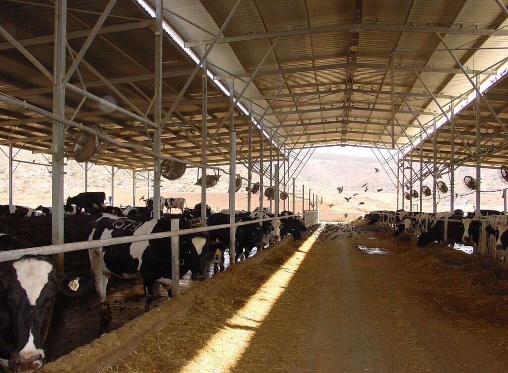 רפת בעמק איילון. | מרים צחי רפת בעמק איילון. | מרים צחי