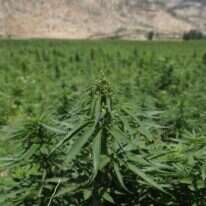 שדות קנאביס. | AFP