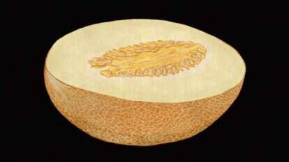 איור: שרון ארדיטי