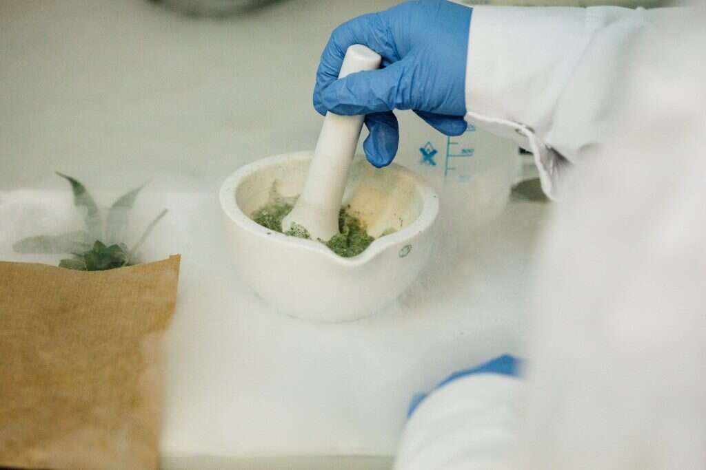 אבישג שאר-ישוב