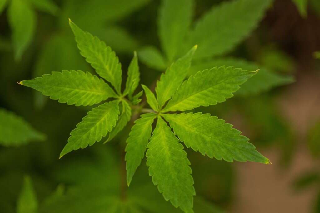 קנאביס. | אבישג שאר-ישוב