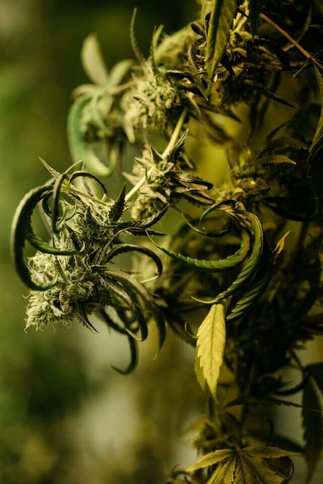 קוביות לגו בקומבינציות שונות. תפרחת קנאביס. | אבישג שאר-ישוב