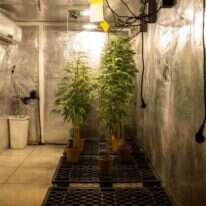 חממת הקנאביס במכון וולקני. | אבישג שאר-ישוב