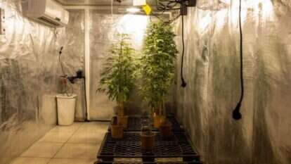 חממת הקנאביס במכון וולקני. | אבישג שאר-ישוב