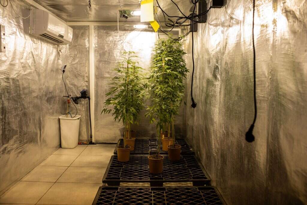 חממת הקנאביס במכון וולקני. | אבישג שאר-ישוב