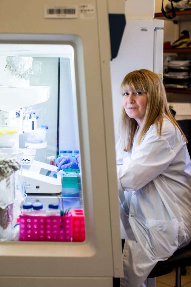 "יש לנו צמח עם כוח רפואי אדיר, ואנחנו חייבים לנצל אותו". פרופ' קולטאי במעבדה. | אבישג שאר-ישוב