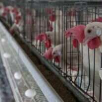 תאים קטנים ותנאים ירודים. תרנגולות ב"כלוב סוללה". | אייל מרגולין, ג'יני תאים קטנים ותנאים ירודים. תרנגולות ב"כלוב סוללה". | אייל מרגולין, ג'יני