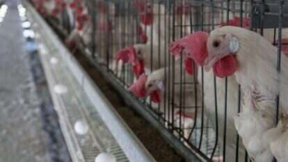 תאים קטנים ותנאים ירודים. תרנגולות ב"כלוב סוללה". | אייל מרגולין, ג'יני