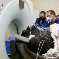 וטרינרים מכינים גורילה לבדיקת CT בפרטוריה שבדרום אפריקה, 6 ביוני 2020 | | פיל מגקו, AFP