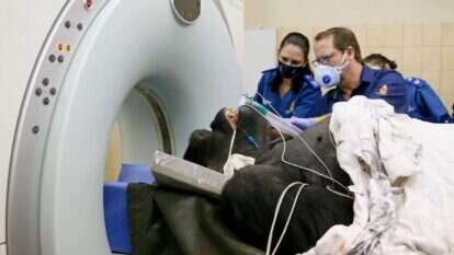 וטרינרים מכינים גורילה לבדיקת CT בפרטוריה שבדרום אפריקה, 6 ביוני 2020 | | פיל מגקו, AFP