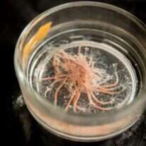 יונתן זינדל, פלאש 90