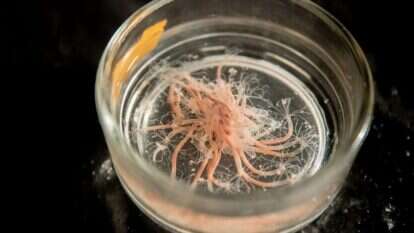 יונתן זינדל, פלאש 90