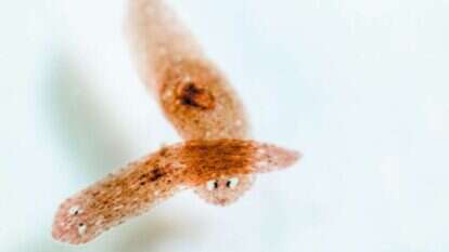 תולעים. | שאטרסטוק