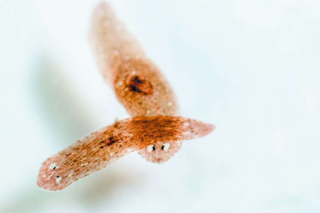 תולעים. | שאטרסטוק