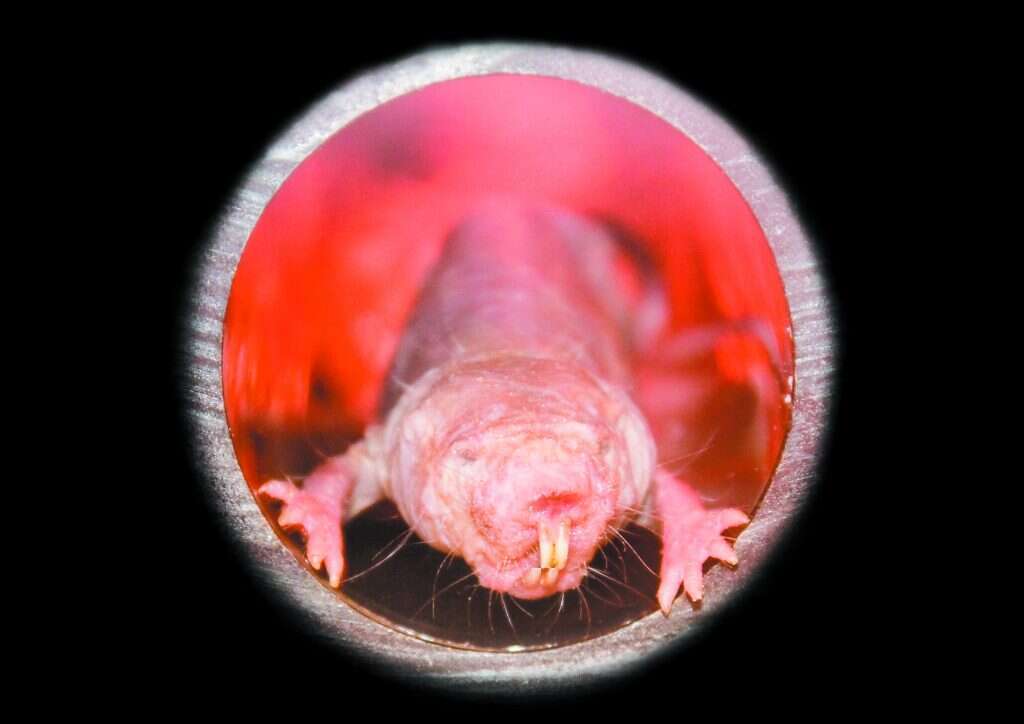 עמידות ייחודית לסרטן. חולד עירום. | שאטרסטוק