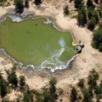 אחד הפילים שנמצאו מתים בבוטסואנה. | AFP