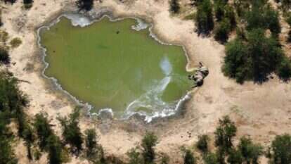 אחד הפילים שנמצאו מתים בבוטסואנה. | AFP