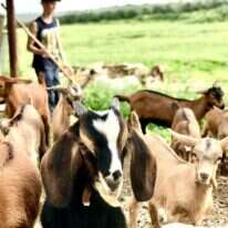 משק צבן לגבינות. ללא קרדיט