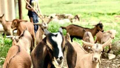 משק צבן לגבינות. ללא קרדיט