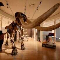 שלד המסטדון. | ליבי ווילר, מוזיאון סמיתסוניאן לאמנות אמריקנית שלד המסטדון. | ליבי ווילר, מוזיאון סמיתסוניאן לאמנות אמריקנית