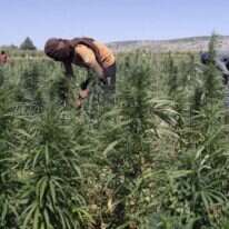 מטע קנביס בלבנון, 2018. | AFP