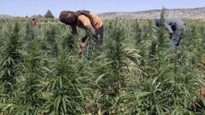 מטע קנביס בלבנון, 2018. | AFP