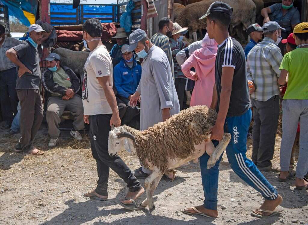 רכישת עיזים לקראת חג הקרבן במרוקו. | AFP רכישת עיזים לקראת חג הקרבן במרוקו. | AFP