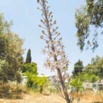 יונתן פרנקל