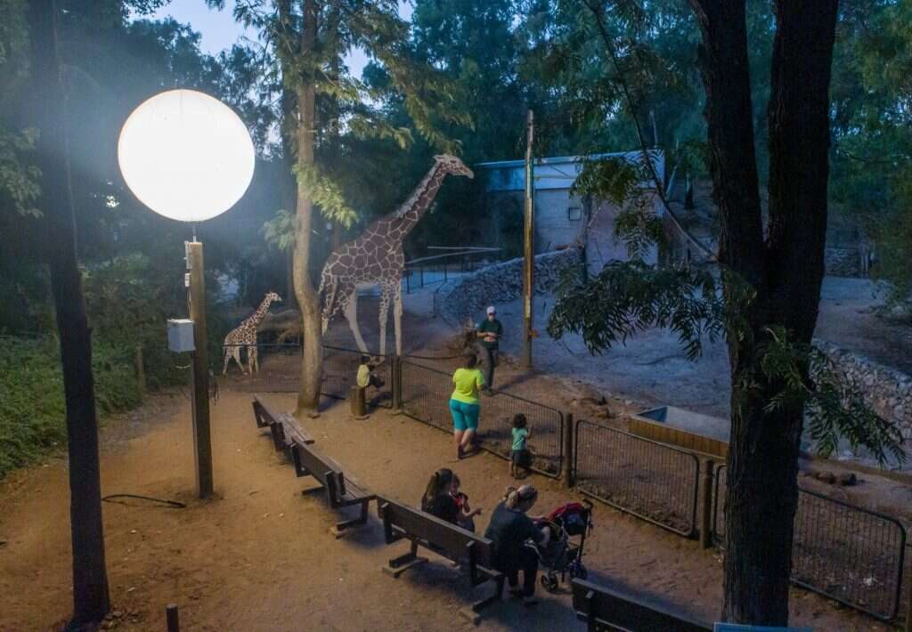 הספארי. | עמיר טרקל