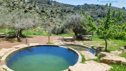 אליענה פסנטין