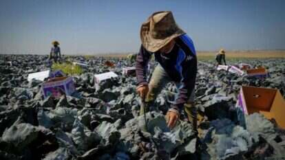עובדים זרים בחקלאות בנגב. | יניב נדב, פלאש 90