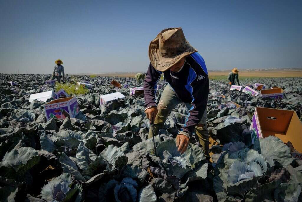 עובדים זרים בחקלאות בנגב. | יניב נדב, פלאש 90