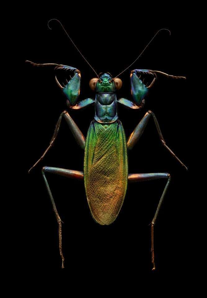 תערוכת "חרקים ובגדול" במוזיאון הטבע. | לבון ביס