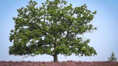 כמו העץ, גם האדם צומח, גדל וצמא למים. | EPA