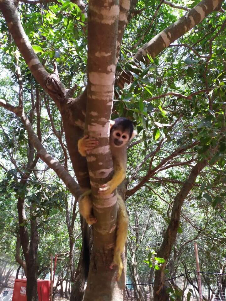 יער הקופים. | יחצ