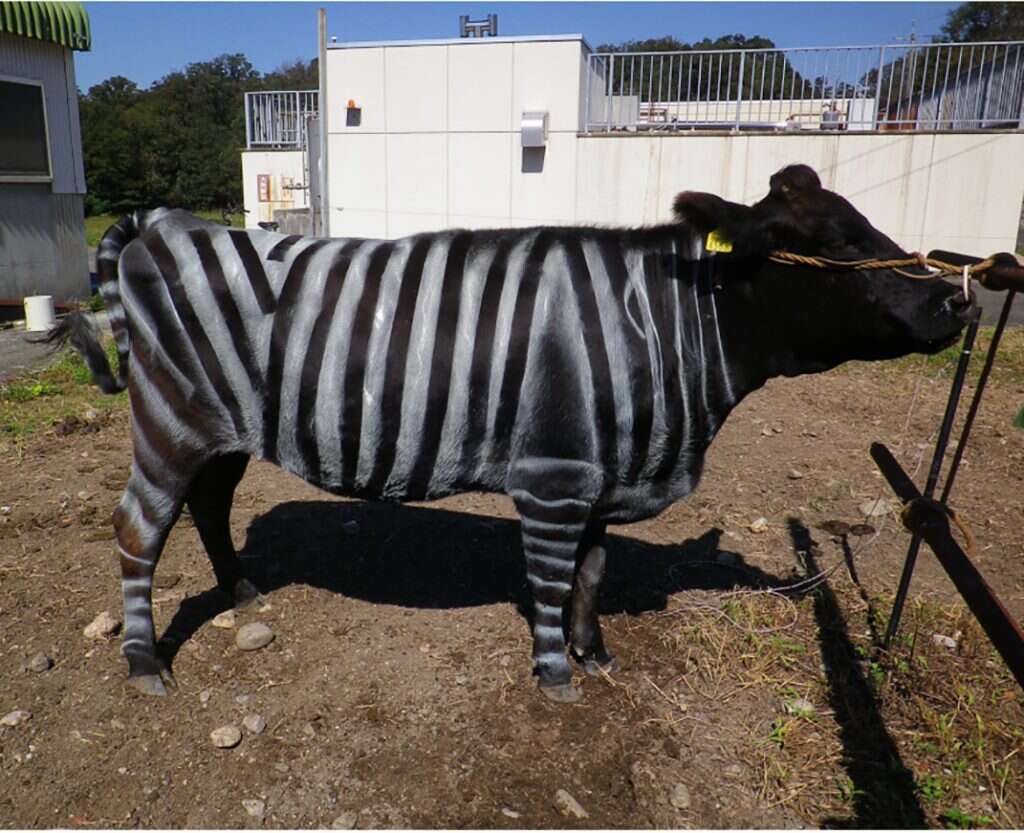 הגנה ויזואלית. משתתפת במחקר, מתוך המאמר PLOS ONE