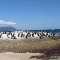 פינגווינים בדרום־אפריקה