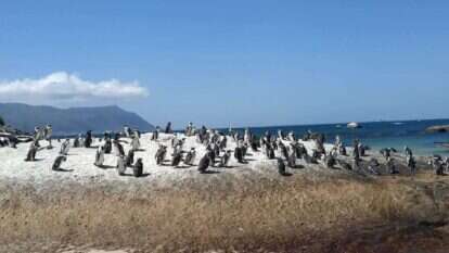 פינגווינים בדרום־אפריקה