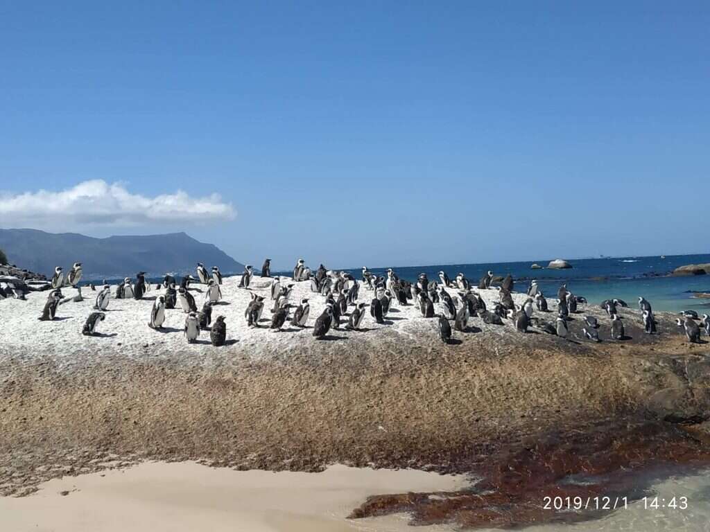 פינגווינים בדרום־אפריקה
