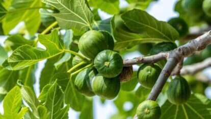 עץ תאנה. | שאטרסטוק