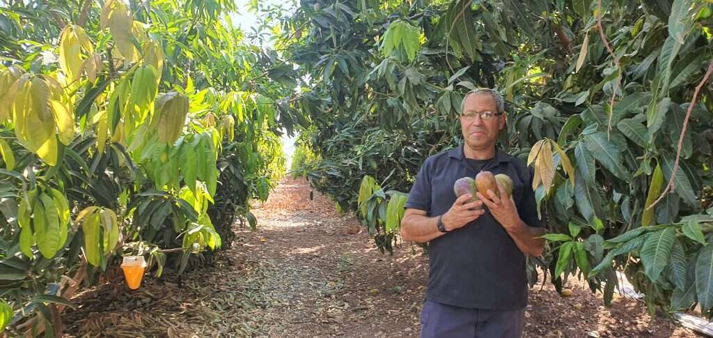 יוסי פורטל במטע המנגו. | יאיר קראוס
