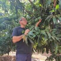 יעור היבול בישראל לדונם הוא הגבוה ביותר בעולם, ובפער. יוסי פורטל במטע המנגו. צילומים: יאיר קראוס