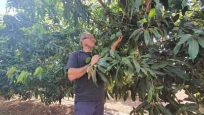 יעור היבול בישראל לדונם הוא הגבוה ביותר בעולם, ובפער. יוסי פורטל במטע המנגו. צילומים: יאיר קראוס