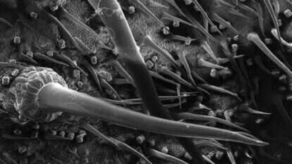 עץ הדנדרוקניד, סרפד יערות גשם המכונה "גימפי-גימפי". | AFP