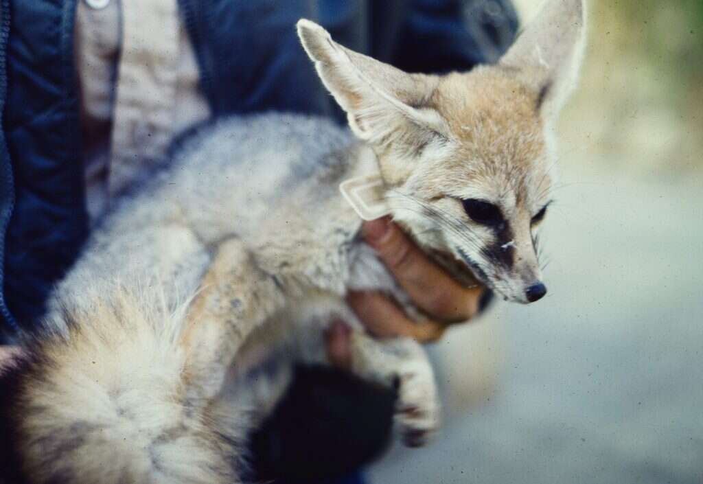 אי אפשר לתאר את דפיקות הלב. שועל הצוקים שנלכד בעין־גדי. | רוני מנינגר