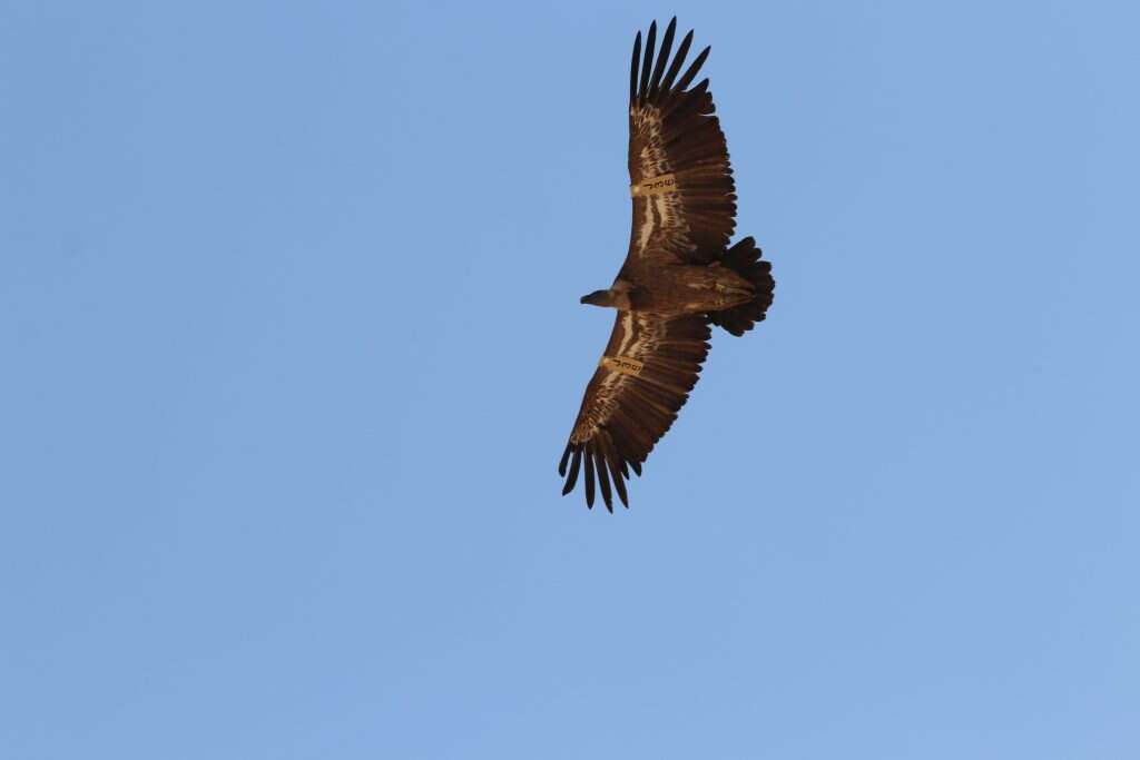 יש נשר בשמיים. מלך העופות מפתיע אותנו בשמי המדבר. | דויד מנינגר