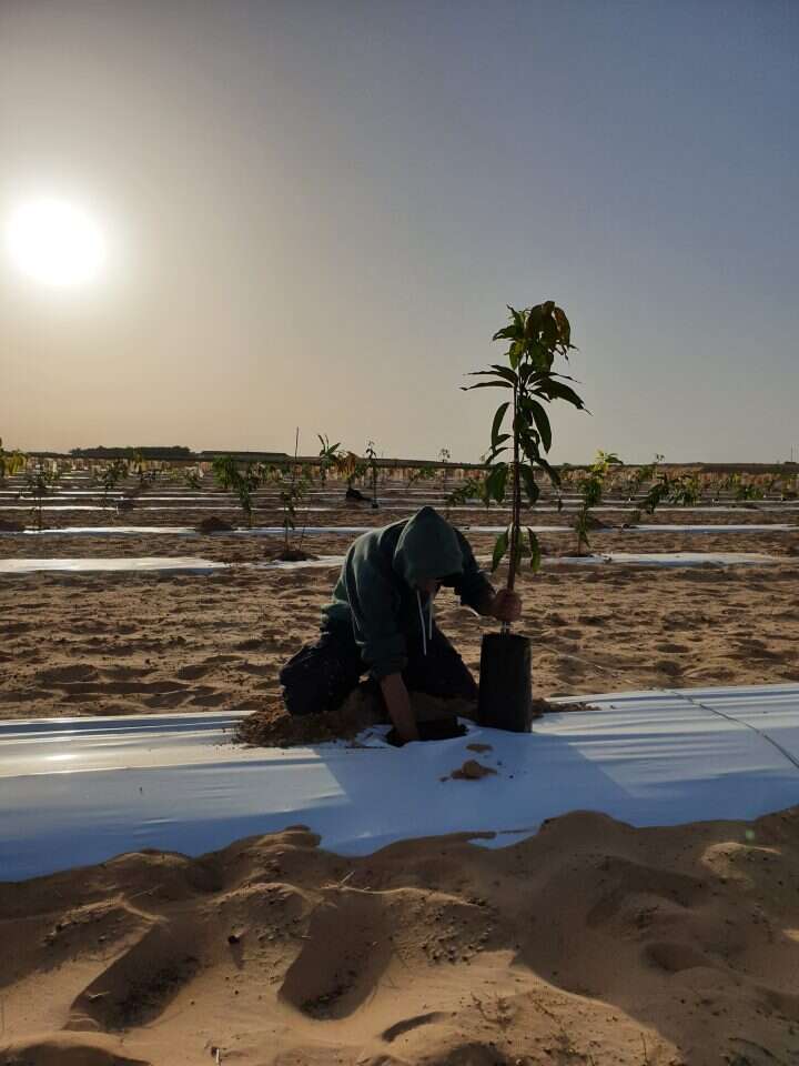 רגבים בנגב רגבים בנגב